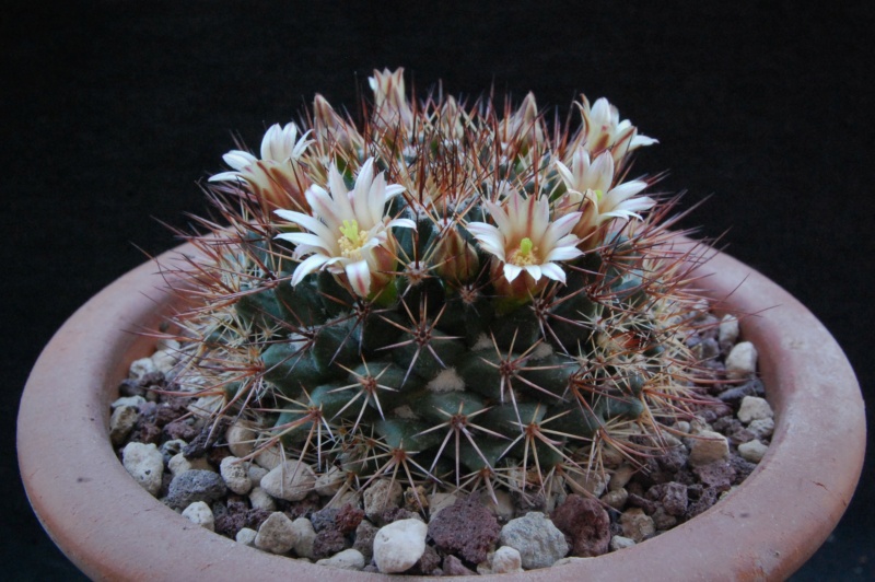 Mammillaria bocensis REP 821