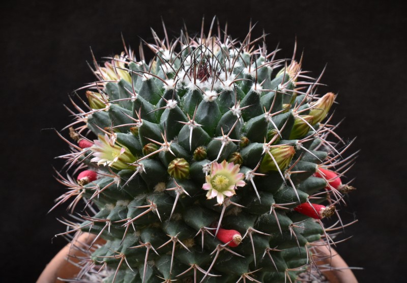 mammillaria aff. carnea