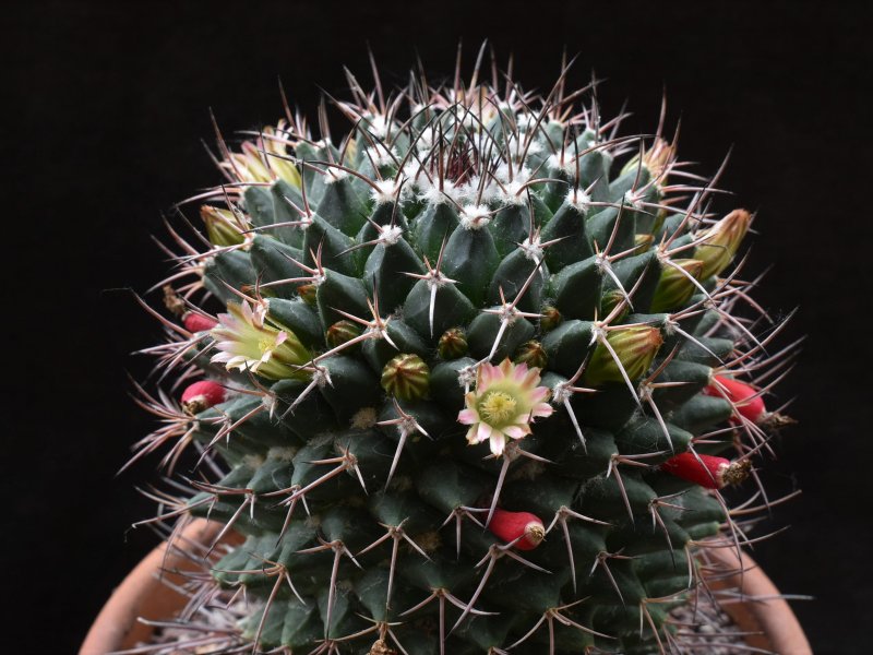 Mammillaria aff. carnea KS12