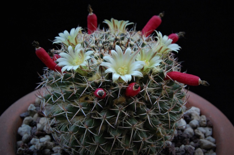 Mammillaria affinis karwinskiana 