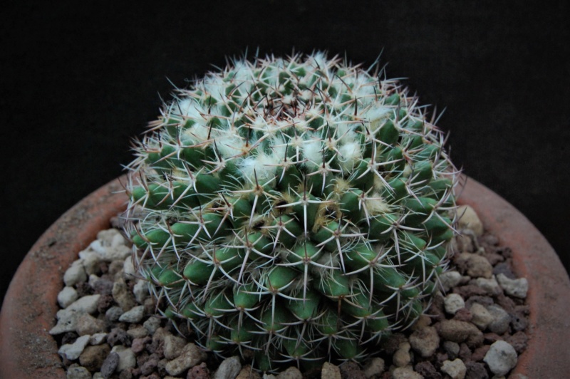 Mammillaria affinis karwinskiana 