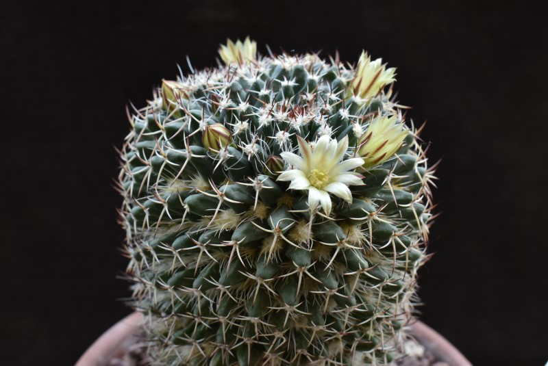 Mammillaria affinis karwinskiana 