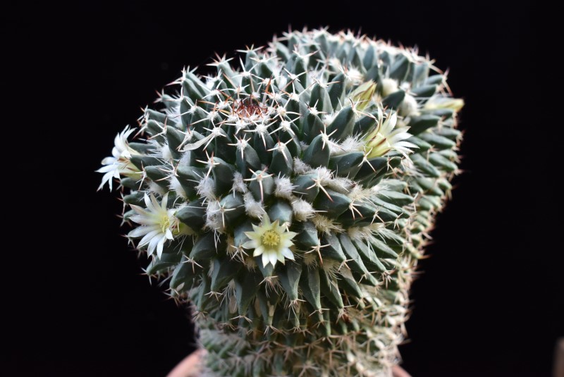 Mammillaria affinis karwinskiana 