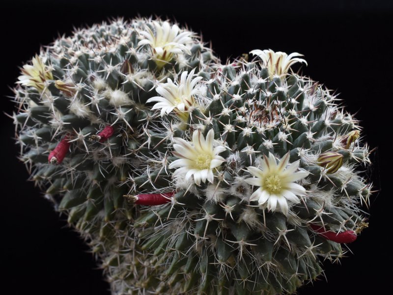 Mammillaria affinis karwinskiana 