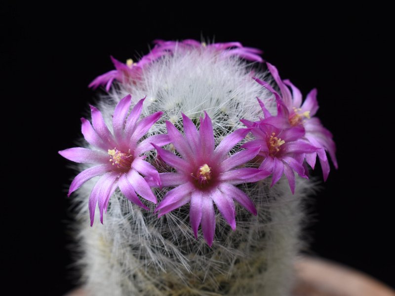 Mammillaria laui ssp. dasyacantha 
