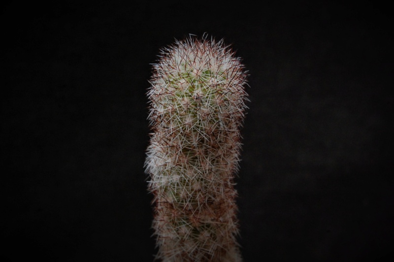 Mammillaria sphacelata ssp. viperina SB 836