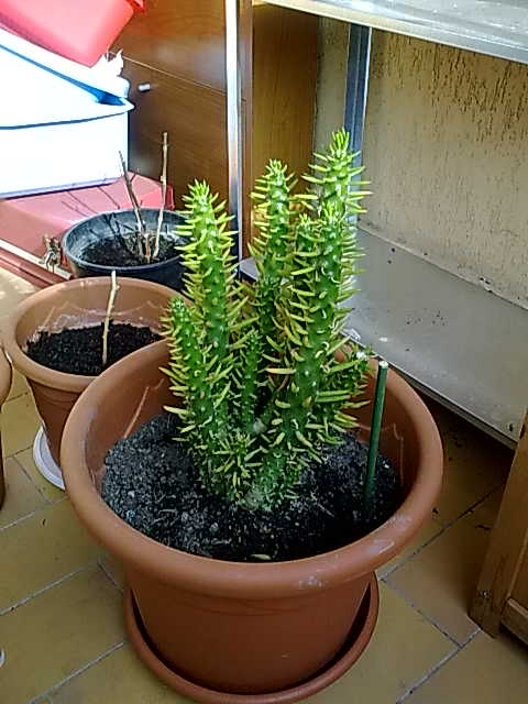opuntia subulata monstruosa 