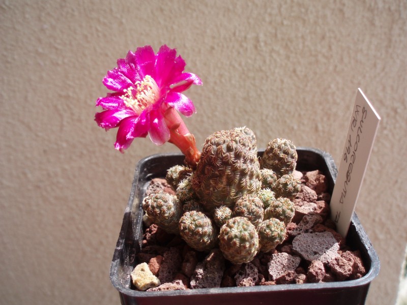 Sulcorebutia taratensis v. minima wr196