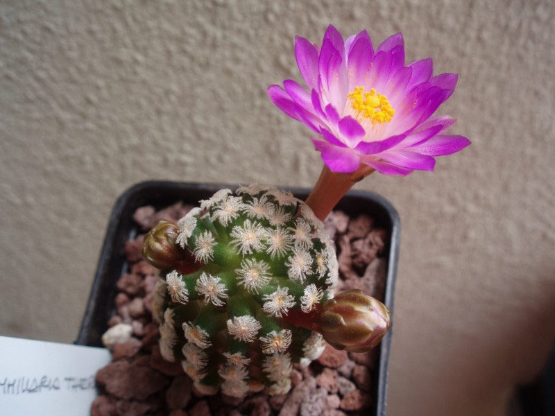 Mammillaria theresae 