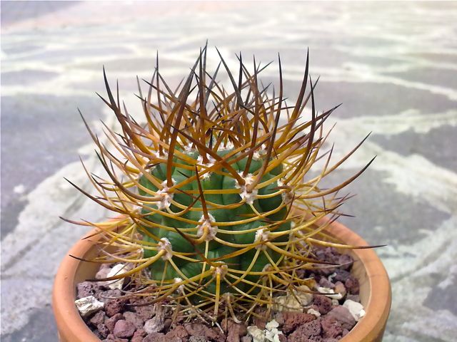 Pyrrhocactus bulbocalyx 