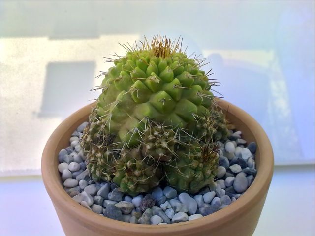 Copiapoa variispinata kk 1537