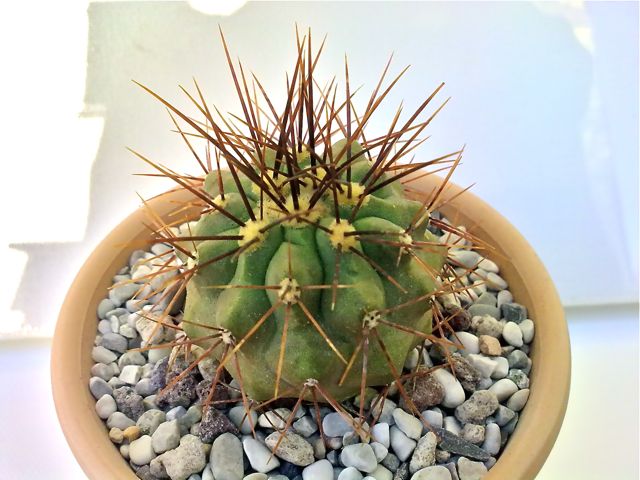 Copiapoa eremophila kk 1708