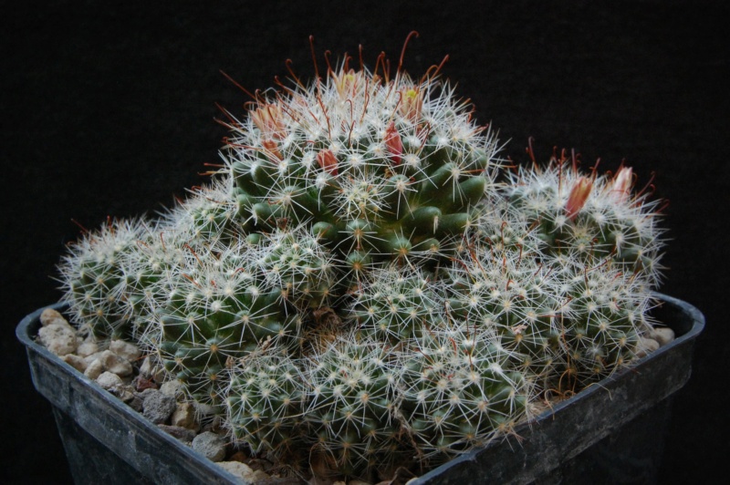 Mammillaria oteroi 