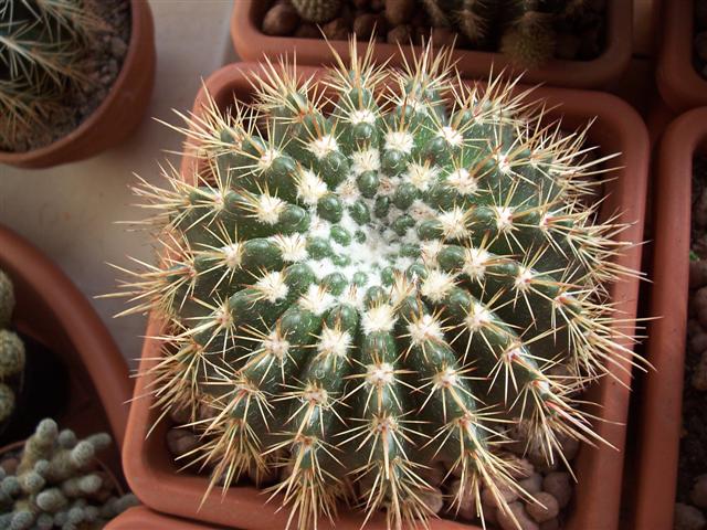 Parodia mammulosa 