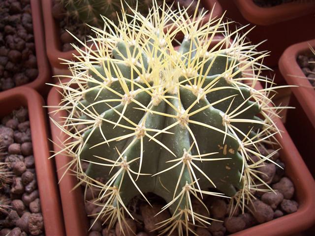 Ferocactus glaucescens 