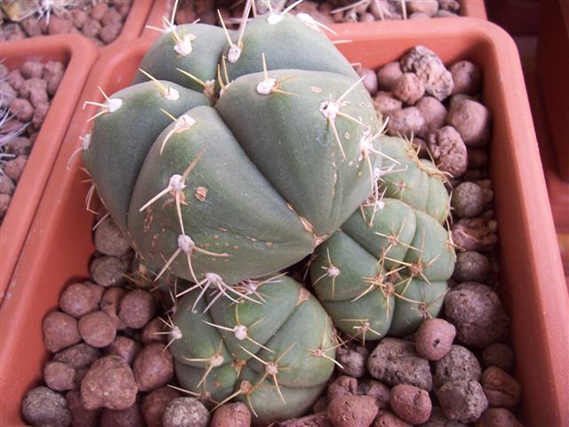 Gymnocalycium horstii 