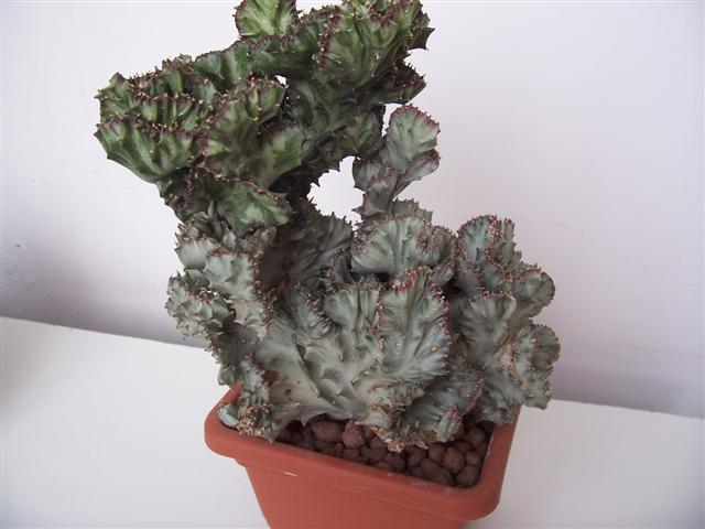 Euphorbia lactea f. cristata 