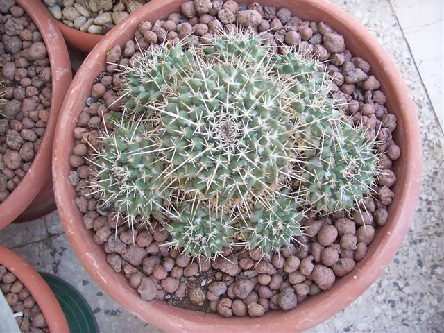 Mammillaria magnimamma 