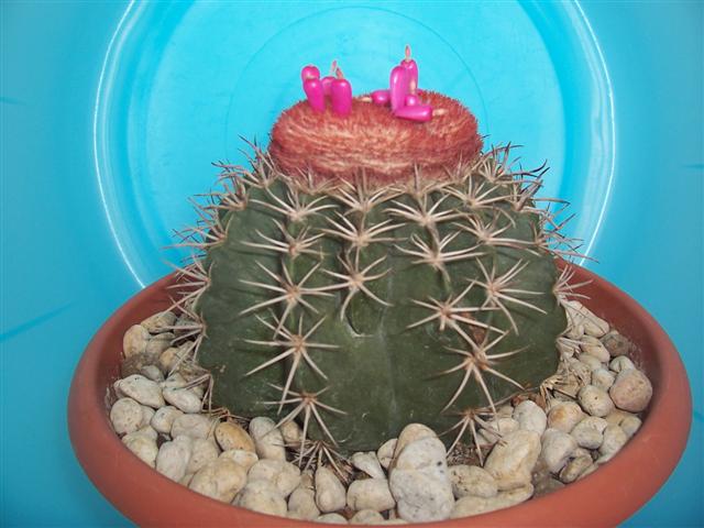 Melocactus matanzanus 