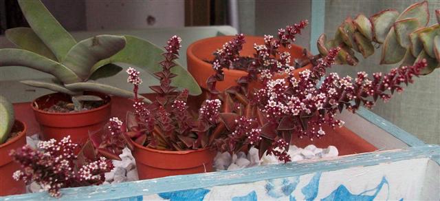 crassula  