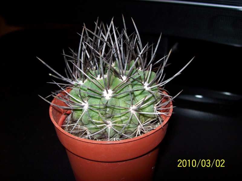 Eriosyce taltalensis ssp paucicostata 