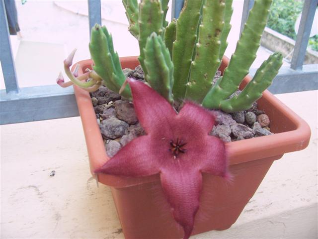 Stapelia grandiflora 