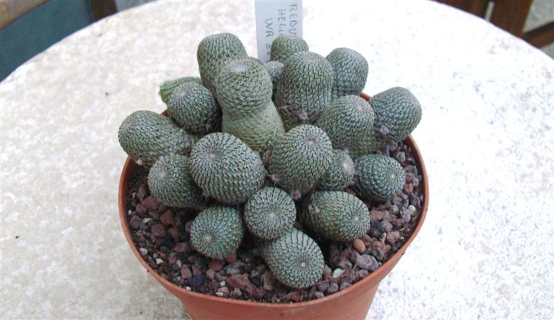 Rebutia heliosa 