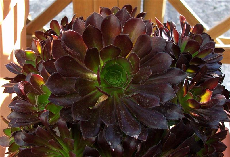 aeonium arboreum v. atropurpureum