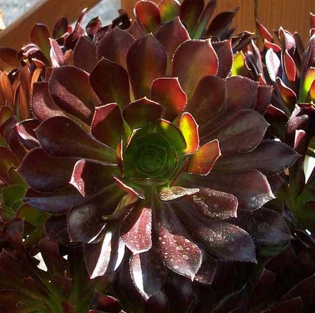 Aeonium arboreum v. atropurpureum 