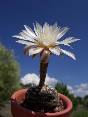 Gymnocalycium ragonesei 