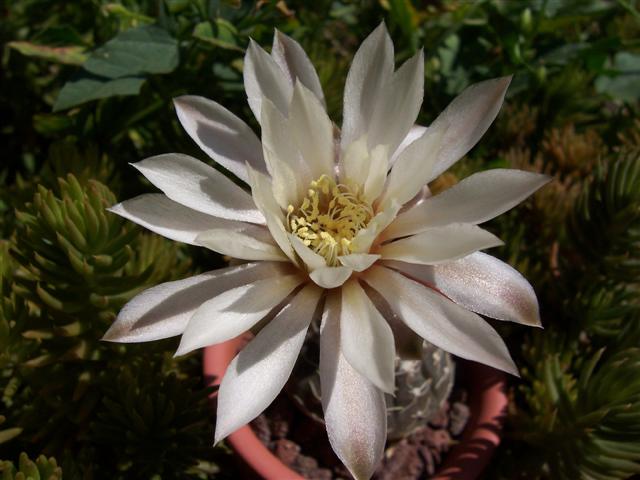 Gymnocalycium ragonesei 