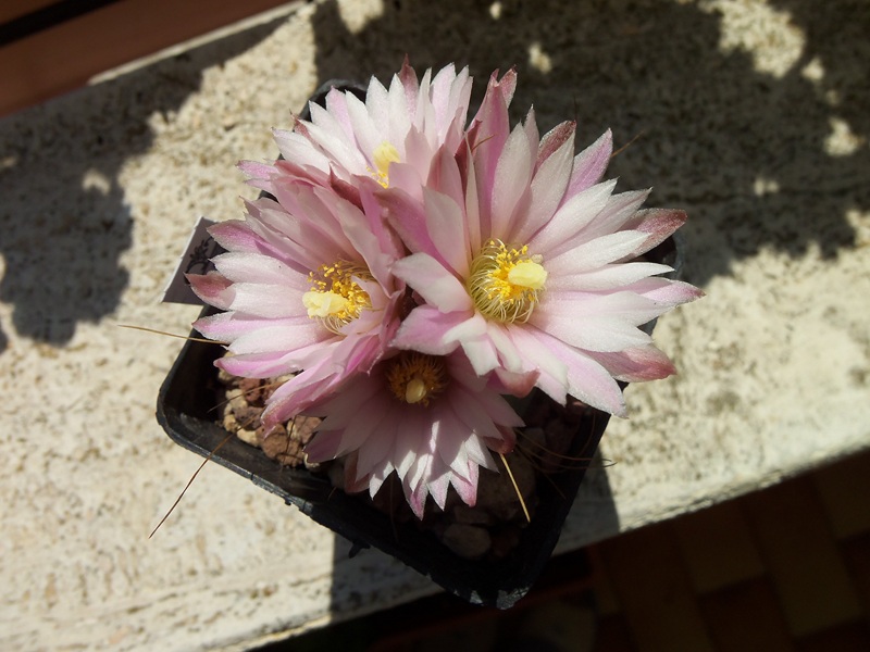 Echinocereus  knippelianus v. kruegeri 