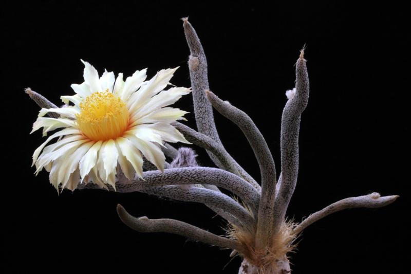 Astrophytum caput-medusae 