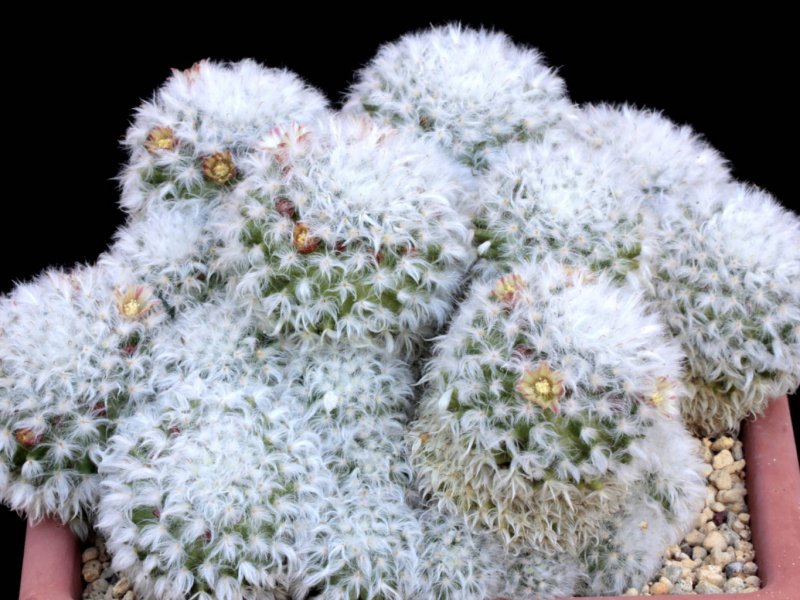 Mammillaria bocasana "multilanata" 
