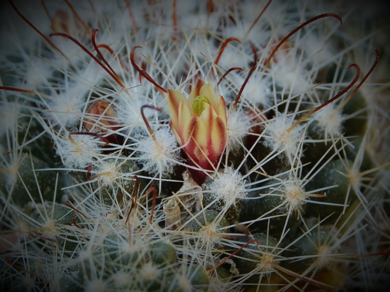 Mammillaria oteroi 