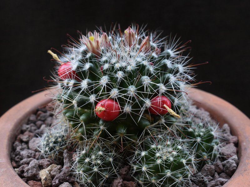 Mammillaria oteroi 