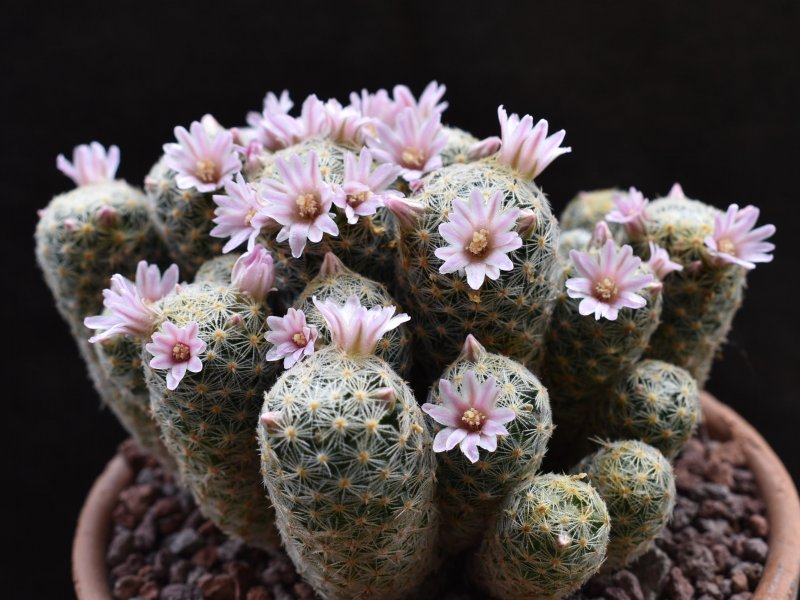 Mammillaria schiedeana ssp. giselae ML 677