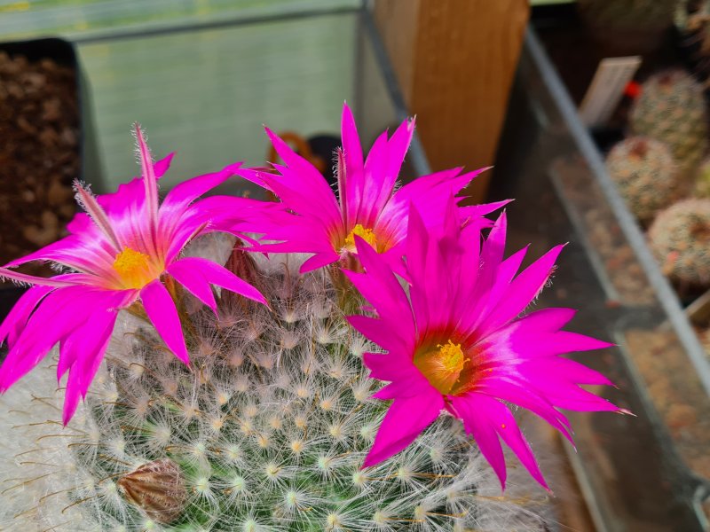 Mammillaria guelzowiana 