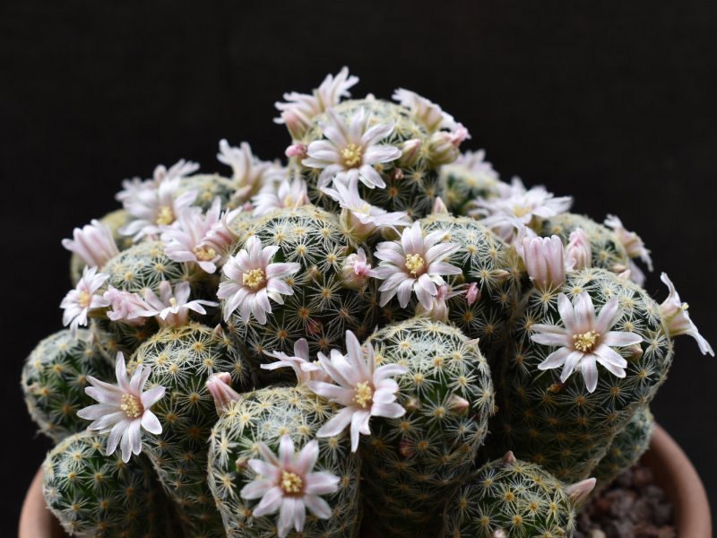 Mammillaria schiedeana ssp. giselae ML 677