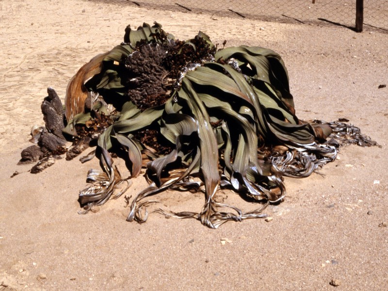 Welwitschia mirabilis 