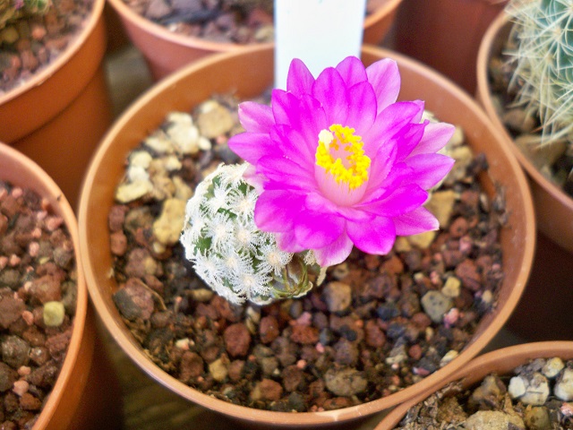 Mammillaria theresae 