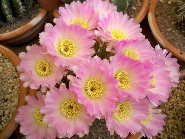 Acanthocalycium violaceum 