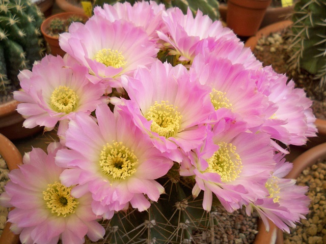 Acanthocalycium violaceum 