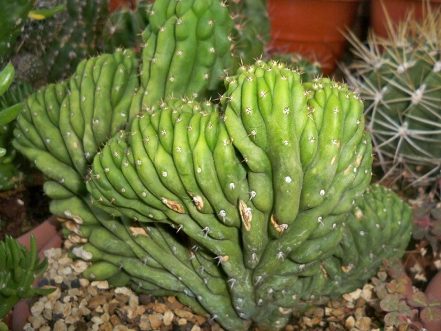 Trichocereus pachanoi f. cristatus 