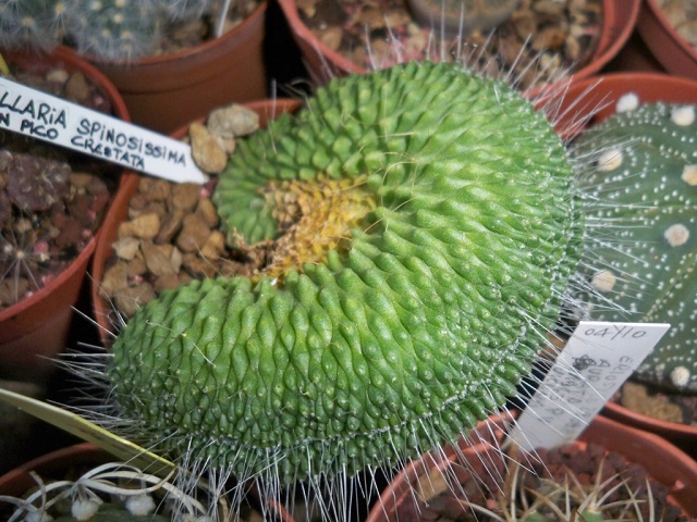 mammillaria spinosissima f. cristata cv. un pico