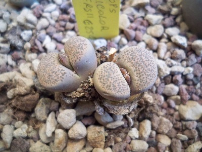 Lithops terricolor C254