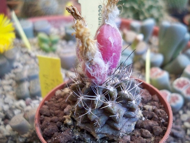 neoporteria occulta