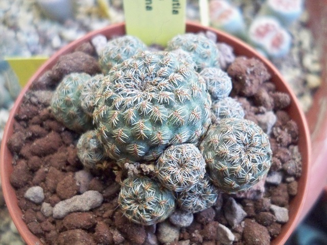 Sulcorebutia taratensis v. minima 