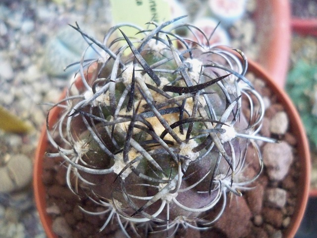 Neoporteria clavata KK5