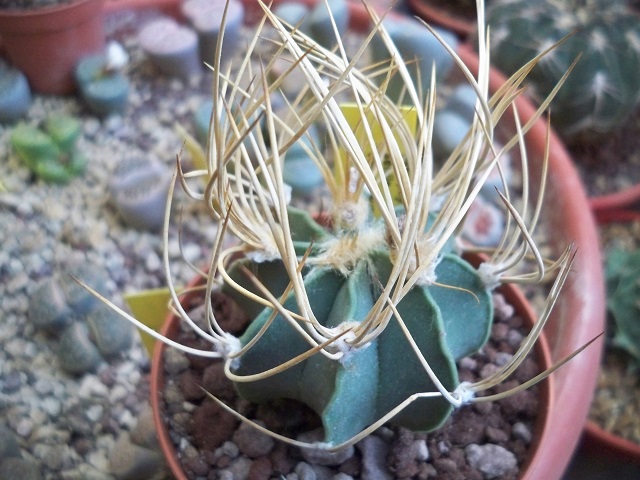 Astrophytum senile v. aureum 